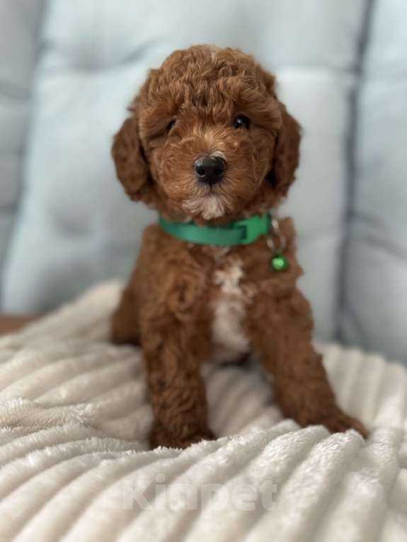 Собаки в Москве: Щенки той пуделя💚 Мальчик, 60 000 руб. - фото 1