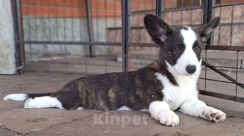 Собаки в Москве: Девочка вельш корги кардигана от родителей Чемпионов России Девочка, 40 000 руб. - фото 7