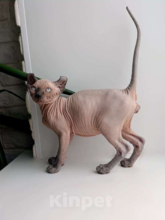 Кошки в Нефтекамске: канадский сфинкс эльф Мальчик, 45 000 руб. - фото 1