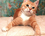 Кошки в Калуге: Рыжая Алиса. Кошка мурлыка в добрые руки. Девочка, Бесплатно - фото 4