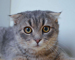 Кошки в Кингисеппе: Котенок, Бесплатно - фото 2