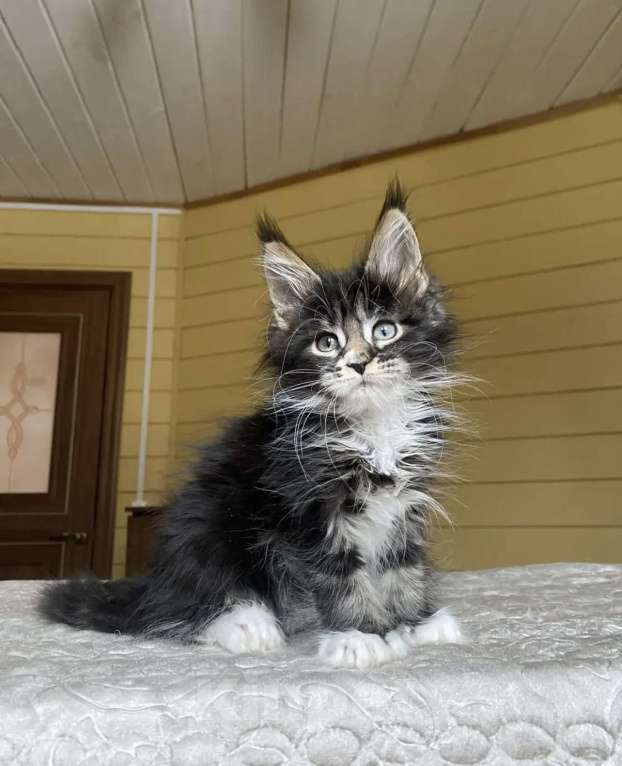 Кошки в других городах Московской области: Мейн-кун полидакт девчушка 🔥 Девочка, 80 000 руб. - фото 6