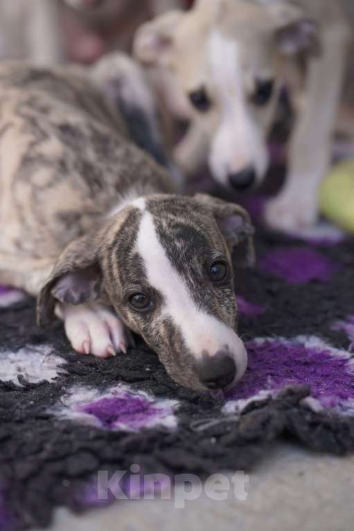 Собаки в Москве: Уиппет щенки Мальчик, Бесплатно - фото 6