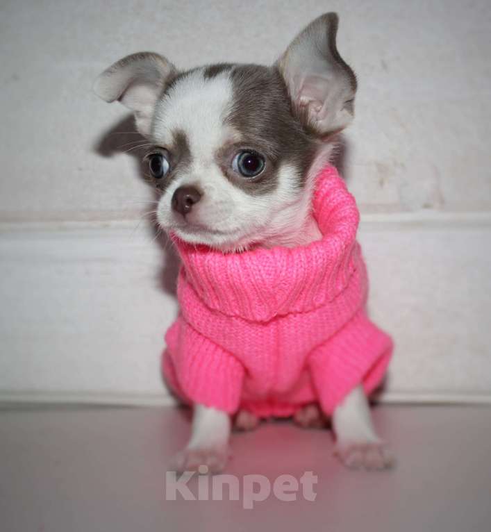 Собаки в других городах Ленинградской области: Предлагается щенок чихуахуа! Девочка, 45 000 руб. - фото 5