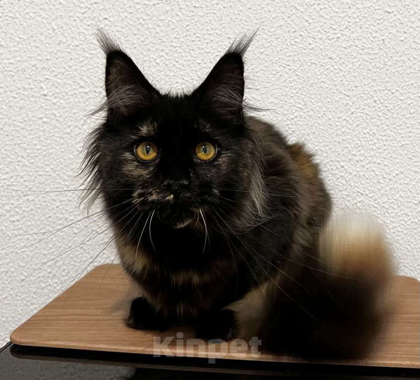 Кошки в Пятигорске: Питомник Affectionate miracle  Девочка, Бесплатно - фото 2