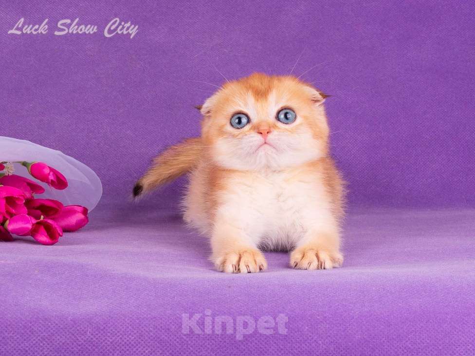 Кошки в Санкт-Петербурге: Золотой скоттиш-фолд Мальчик, Бесплатно - фото 5
