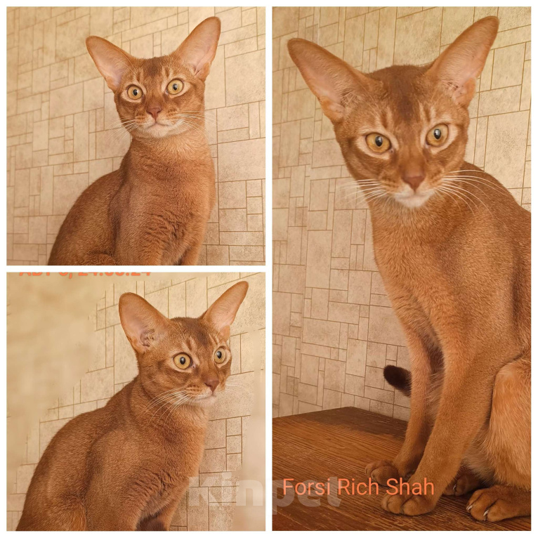 Кошки в Москве: Абиссинский котик соррель Мальчик, 96 000 руб. - фото 6