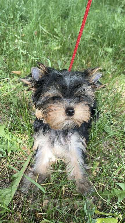 Собаки в Москве: Амазоника Primavera Incanta Amazonica Девочка, Бесплатно - фото 3