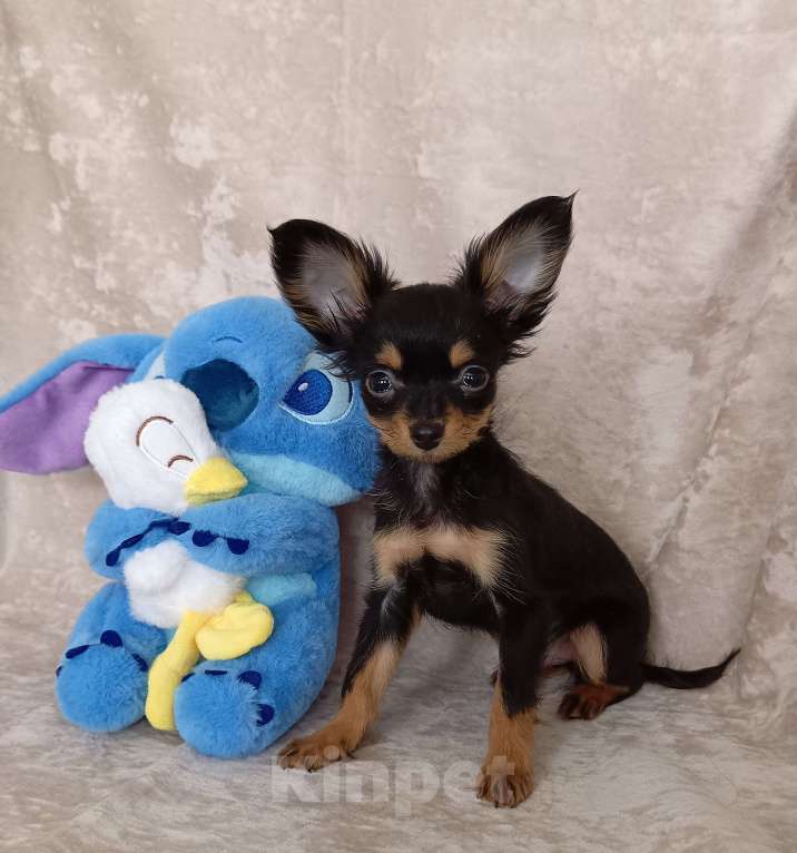 Собаки в Москве: Парис Мальчик, 45 000 руб. - фото 1