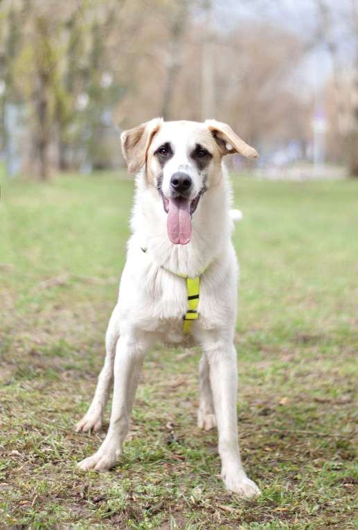 Собаки в Москве: Малыш Стич необычного окраса в поисках семьи Мальчик, Бесплатно - фото 4