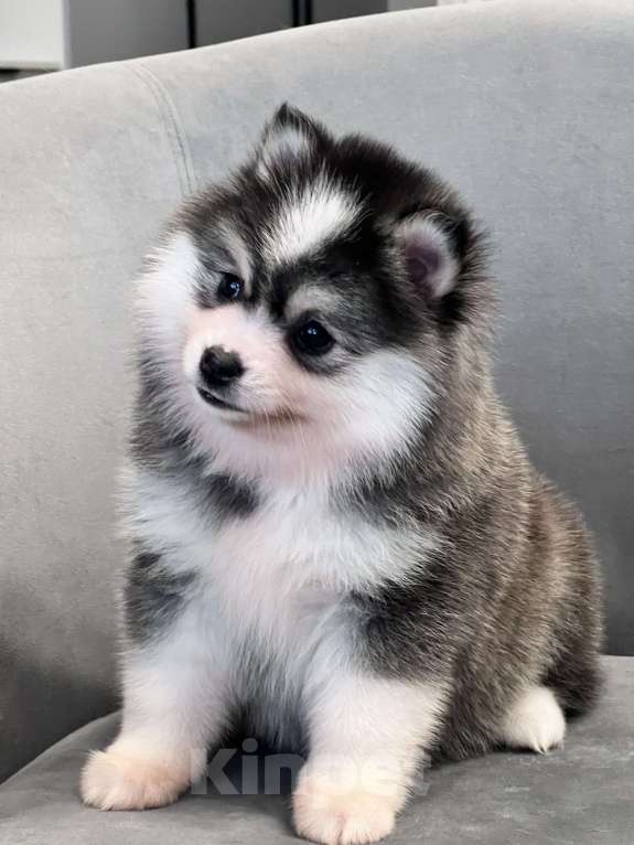 Собаки в Санкт-Петербурге: Девочка Помски Девочка, 100 000 руб. - фото 4