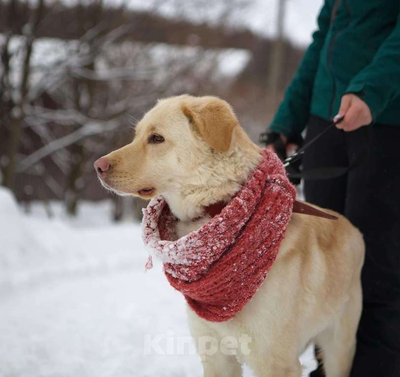 Собаки в Москве: Молодая лабрадор Одри в добрые руки Девочка, 1 руб. - фото 4