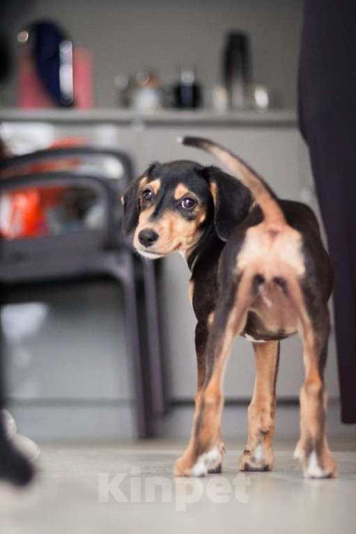 Собаки в Москве: Зиппи ищет своего человека Девочка, Бесплатно - фото 8