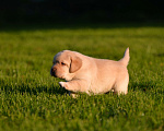 Собаки в Санкт-Петербурге: Настоящий щенок лабрадора Мальчик, Бесплатно - фото 1