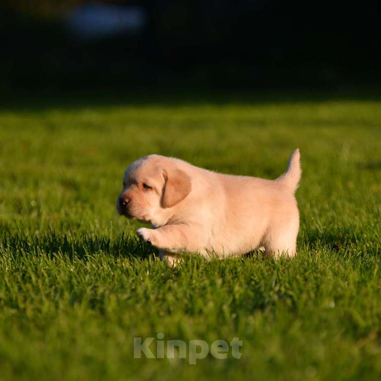 Собаки в Санкт-Петербурге: Настоящий щенок лабрадора Мальчик, Бесплатно - фото 1