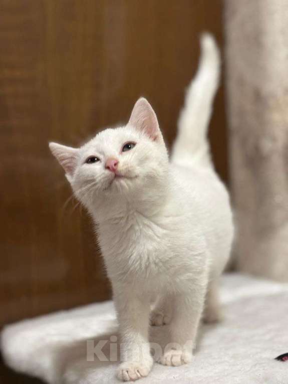 Кошки в Москве: Белый малыш Юки. Котенок в добрые руки. Мальчик, Бесплатно - фото 4