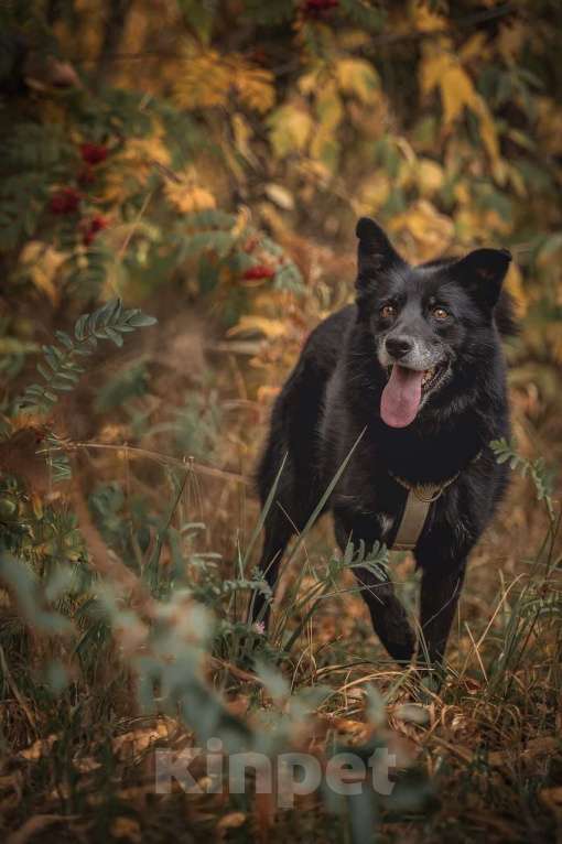 Собаки в Москве: Ника собака из приюта в поиске дома Девочка, Бесплатно - фото 1