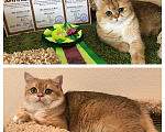 Кошки в Москве: Котёнок британской золотой шиншиллы  Девочка, 30 000 руб. - фото 8