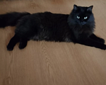 Кошки в Калуге: Кошечка в добрые руки Девочка, Бесплатно - фото 1