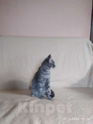 Кошки в Севастополе: Серебристый мальчик Мальчик, 100 руб. - фото 5