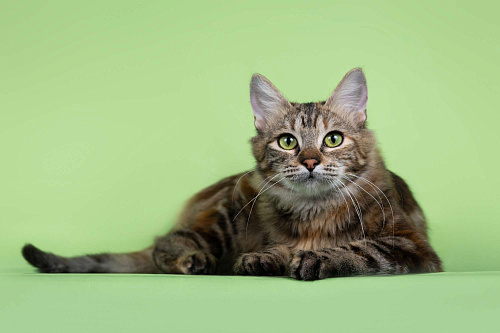 ласкова кошка с уникальным окрасом 