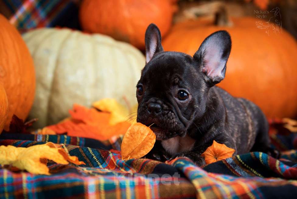 Собаки в Ростове-на-Дону: Готовы к переезду. Девочка, 35 000 руб. - фото 1