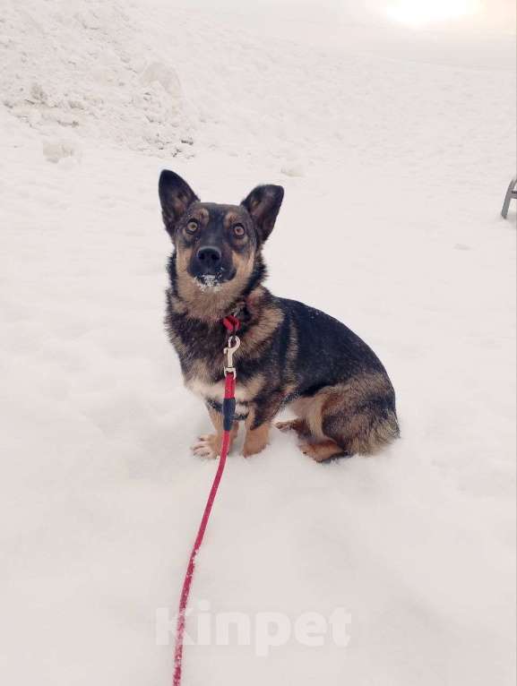 Собаки в Санкт-Петербурге: Совсем маленькая собачка, 7 кг Девочка, Бесплатно - фото 5