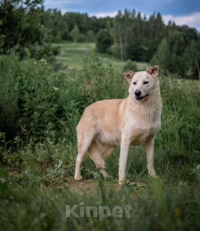 Собаки в других городах Владимирской области: Белоснежка в добрые руки) Девочка, Бесплатно - фото 2