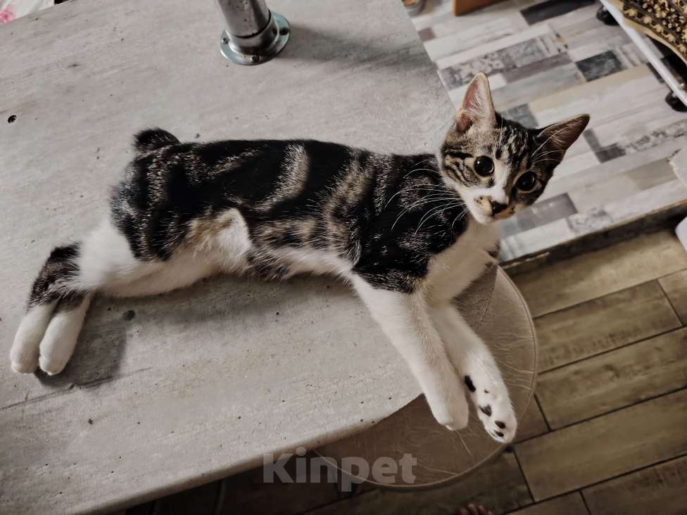 Кошки в других городах Краснодарского края: Очаровательная кошечка курильский бобтейл Девочка, 10 000 руб. - фото 3