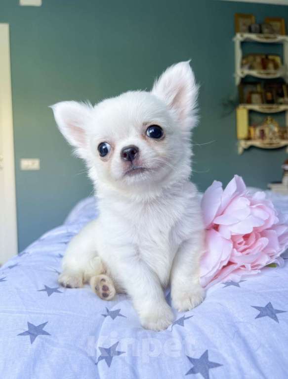 Собаки в Коломне: Шпунтик белый длинношерстный мальчик  Мальчик, 50 000 руб. - фото 3