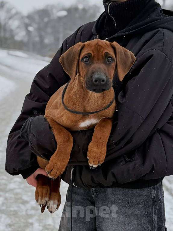 Собаки в других городах Московской области: Малышка Единственная в помете  Девочка, 110 000 руб. - фото 5