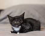 Кошки в Видном: Котенок девочка бесплатно Девочка, Бесплатно - фото 3