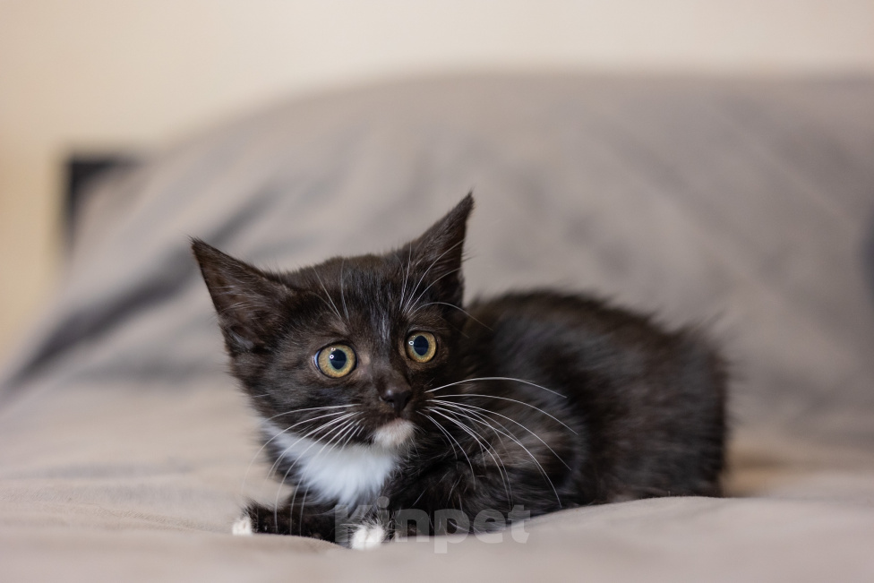 Кошки в Видном: Котенок девочка бесплатно Девочка, Бесплатно - фото 3