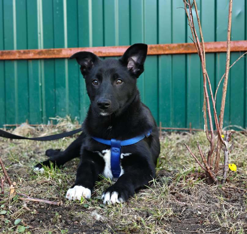 Собаки в Москве: Щенок бесплатно в Москве Мальчик, Бесплатно - фото 4