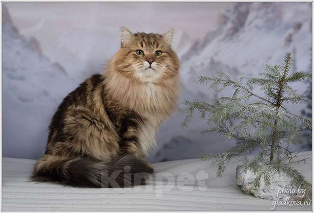 Кошки в Зеленограде: Сибирский котёнок  Девочка, 70 000 руб. - фото 6