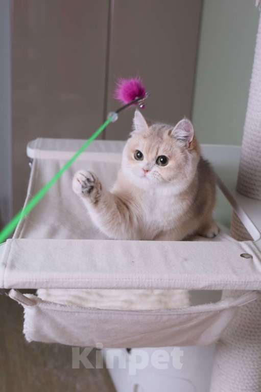 Кошки в Санкт-Петербурге: Британские котята Девочка, 80 000 руб. - фото 5