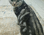 Кошки в Лобне: Кошечка со сложной судьбой в добрые руки  Девочка, Бесплатно - фото 5