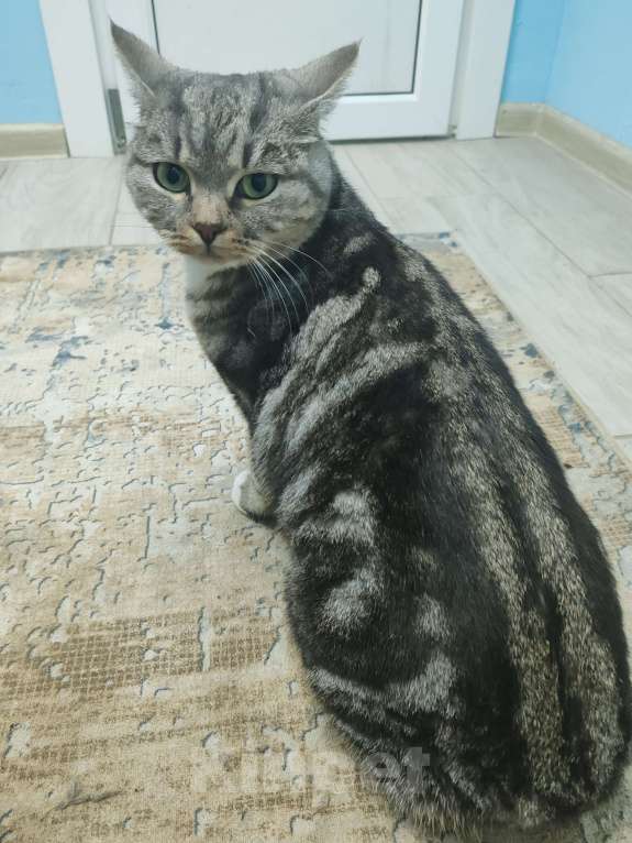 Кошки в Лобне: Кошечка со сложной судьбой в добрые руки  Девочка, Бесплатно - фото 5