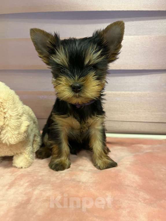 Собаки в других городах Московской области: Нокс Мальчик, 30 000 руб. - фото 3