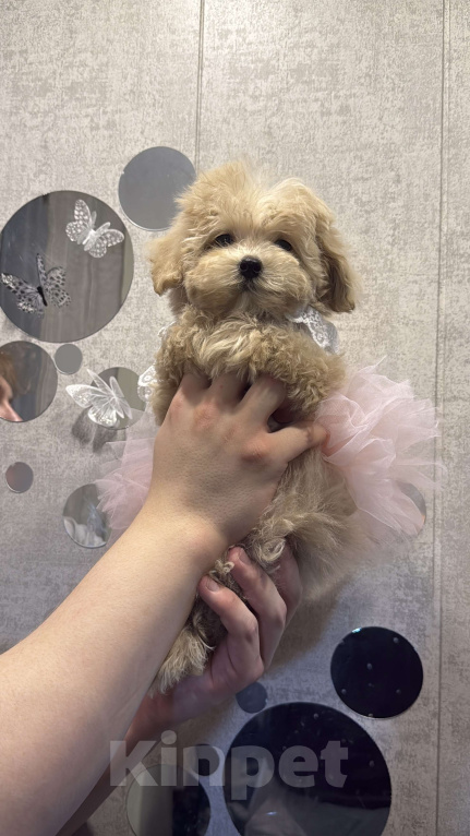 Собаки в Уфе: Мальтипу F1 девочка  Девочка, 120 000 руб. - фото 3