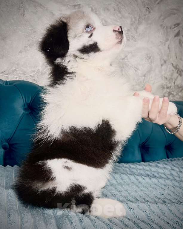 Собаки в Ростове-на-Дону: Девочка аусси Девочка, 60 000 руб. - фото 4