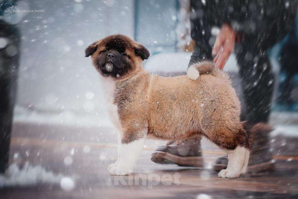 Собаки в Москве: Шикарная девочка Американской Акиты Девочка, Бесплатно - фото 2