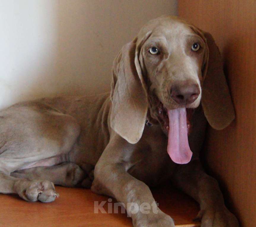 Собаки в Краснодаре: Чистокровные Веймы Девочка, 25 000 руб. - фото 1