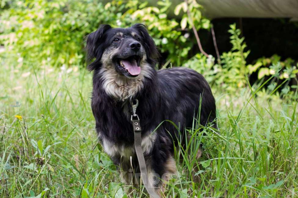 Собаки в Москве: Рикки Мальчик, Бесплатно - фото 2