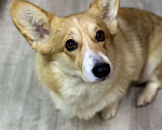 Собаки в Москве: Взрослая девочка корги пемброк Девочка, 5 000 руб. - фото 3