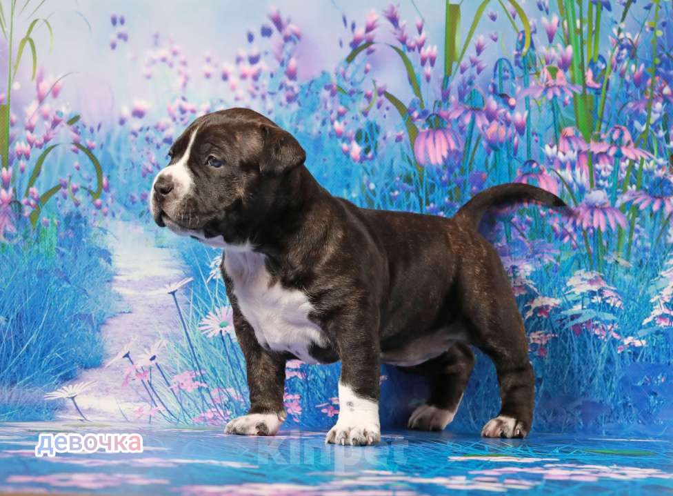 Собаки в Волхове: Щенок амстаффа Девочка, 80 000 руб. - фото 4