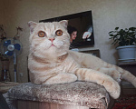 Кошки в Волгограде: Шотландский жених (вязка), 1 500 руб. - фото 3