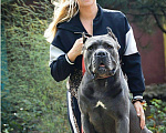 Собаки в Симферополе: Кобель Кане Корсо для вязки Мальчик, 1 000 руб. - фото 3