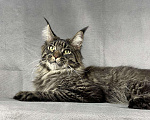 Кошки в Жердевке: Кот мейн-кун в разведение WCF, 80 000 руб. - фото 2