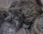 Кошки в Снежногорске: Котята в добрые руки, Бесплатно - фото 8